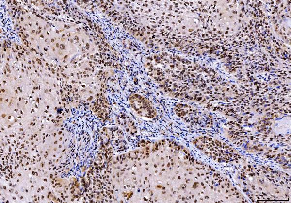 2 - Anti-SHP1/PTPN6 Antibody Picoband™ (monoclonal, 8H11B10) ABO16235