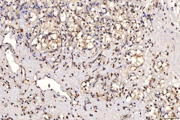 2 - Anti-SHP1/PTPN6 Antibody Picoband™ (monoclonal, 8H11B10) ABO16235