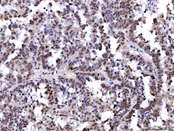 2 - Anti-SHP1/PTPN6 Antibody Picoband™ (monoclonal, 8H11B10) ABO16235