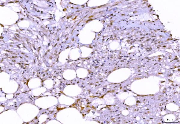 2 - Anti-SHP1/PTPN6 Antibody Picoband™ (monoclonal, 8H11B10) ABO16235