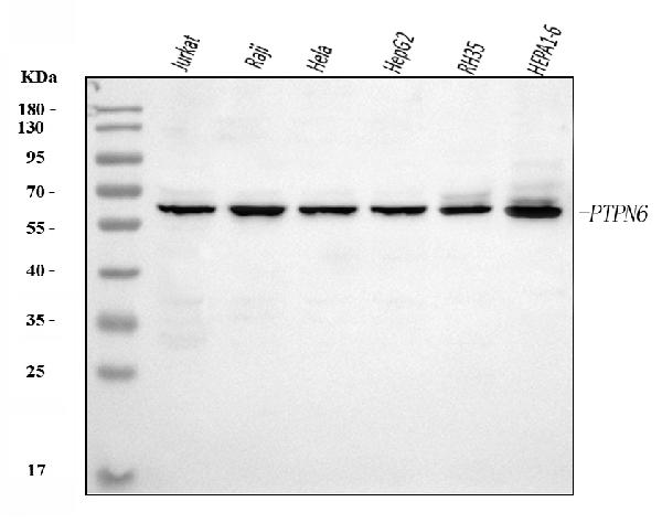 1 - Anti-SHP1/PTPN6 Antibody Picoband™ (monoclonal, 8H11B10) ABO16235