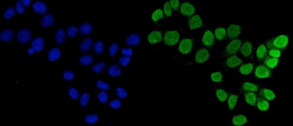 3 - Anti-FEN1 Antibody Picoband™ (monoclonal, 6F3F2) ABO16236