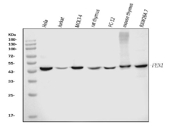 1 - Anti-FEN1 Antibody Picoband™ (monoclonal, 6F3F2) ABO16236