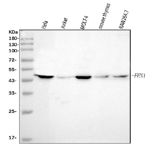 1 - Anti-FEN1 Antibody Picoband™ (monoclonal, 7D11D7) ABO16237