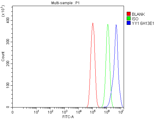 1 - Anti-YY1 Antibody Picoband™ (monoclonal, 6H3E1) ABO16238