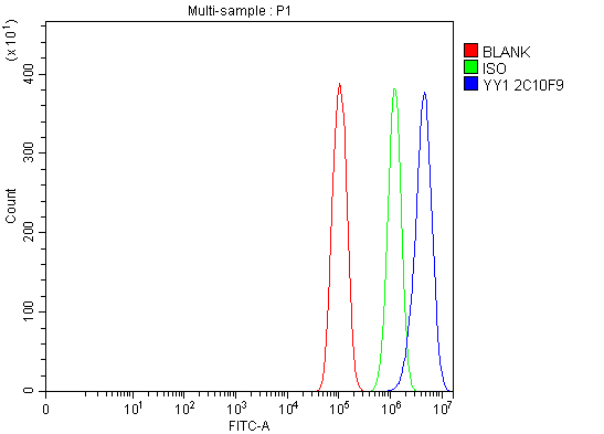 1 - Anti-YY1 Antibody Picoband™ (monoclonal, 2C10F9) ABO16239