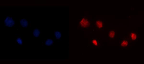 3 - Anti-YY1 Antibody Picoband™ (monoclonal, 3F3E7) ABO16240