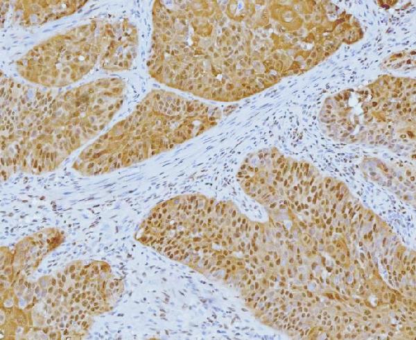 2 - Anti-YY1 Antibody Picoband™ (monoclonal, 3F3E7) ABO16240