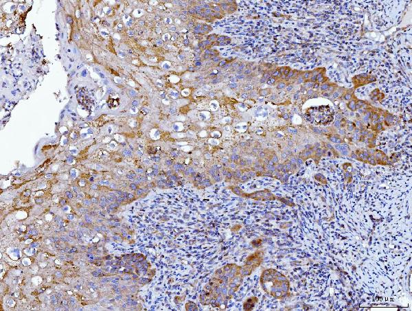 2 - Anti-HGS Antibody Picoband™ (monoclonal, 6C2E1) ABO16241