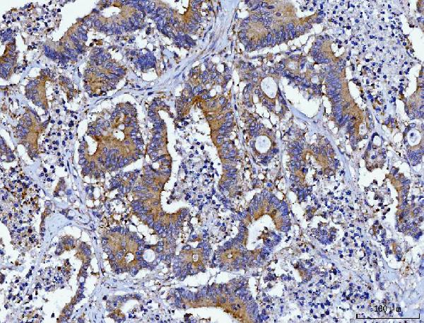 2 - Anti-HGS Antibody Picoband™ (monoclonal, 6C2E1) ABO16241