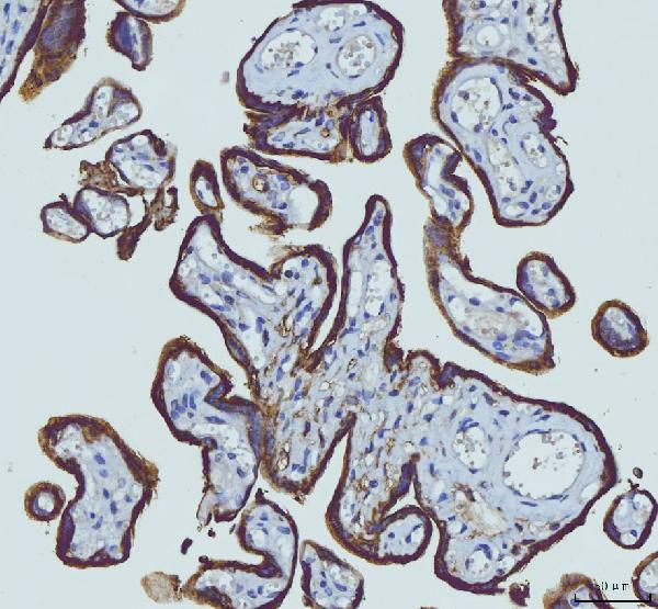 2 - Anti-HGS Antibody Picoband™ (monoclonal, 6C2E1) ABO16241