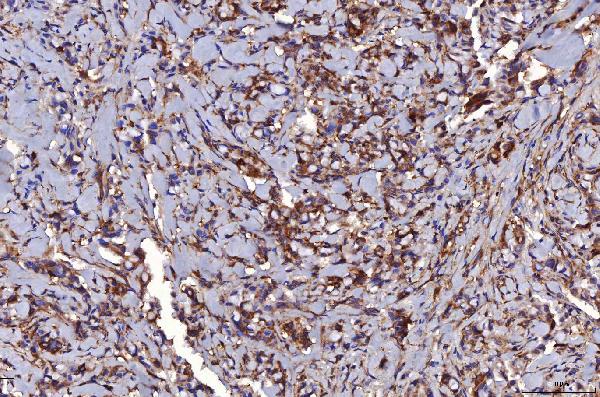 2 - Anti-HGS Antibody Picoband™ (monoclonal, 6C2E1) ABO16241