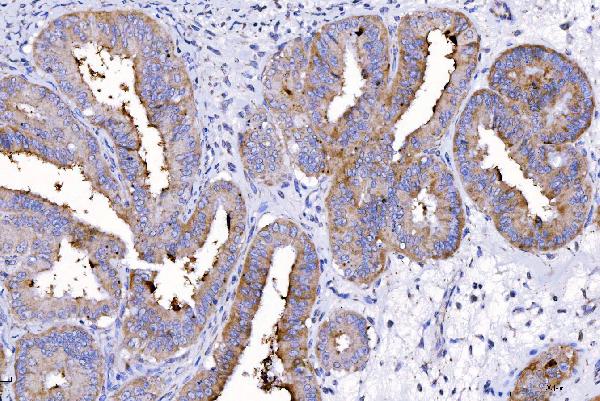 2 - Anti-HGS Antibody Picoband™ (monoclonal, 6C2E1) ABO16241