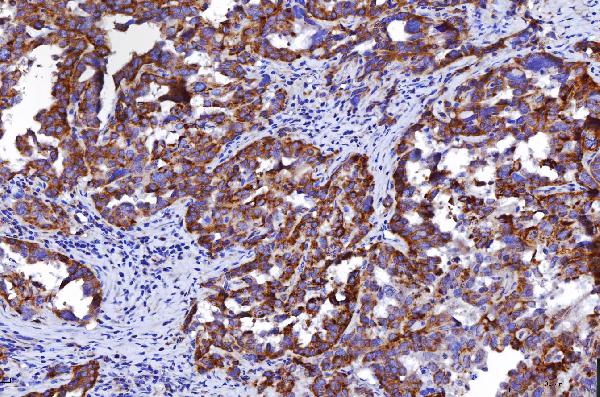 2 - Anti-HGS Antibody Picoband™ (monoclonal, 6C2E1) ABO16241