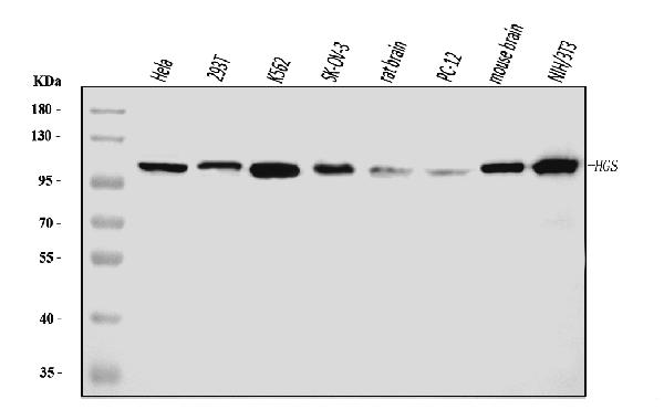 1 - Anti-HGS Antibody Picoband™ (monoclonal, 6C2E1) ABO16241