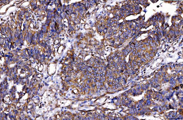 2 - Anti-HGS Antibody Picoband™ (monoclonal, 4B7E2) ABO16242