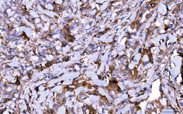 2 - Anti-HGS Antibody Picoband™ (monoclonal, 4B7E2) ABO16242