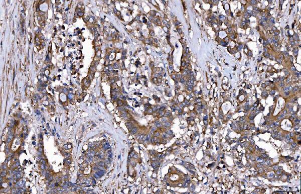2 - Anti-HGS Antibody Picoband™ (monoclonal, 4B7E2) ABO16242