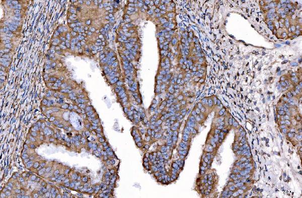 2 - Anti-HGS Antibody Picoband™ (monoclonal, 4B7E2) ABO16242