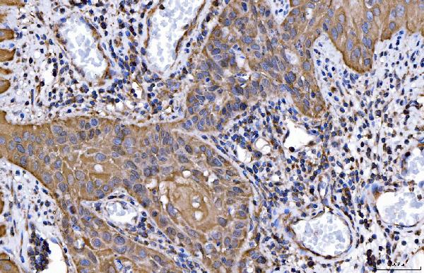 2 - Anti-HGS Antibody Picoband™ (monoclonal, 4B7E2) ABO16242