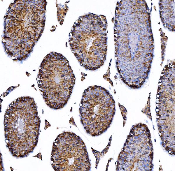 2 - Anti-HGS Antibody Picoband™ (monoclonal, 4B7E2) ABO16242