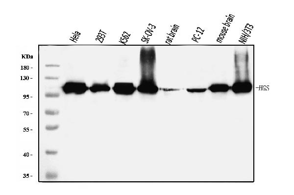 1 - Anti-HGS Antibody Picoband™ (monoclonal, 4B7E2) ABO16242
