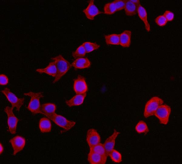 3 - Anti-YWHAE Antibody Picoband™ (monoclonal, 3G11G2) ABO16243
