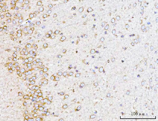 2 - Anti-YWHAE Antibody Picoband™ (monoclonal, 3G11G2) ABO16243