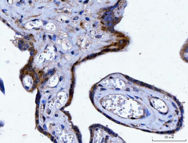 2 - Anti-YWHAE Antibody Picoband™ (monoclonal, 3G11G2) ABO16243