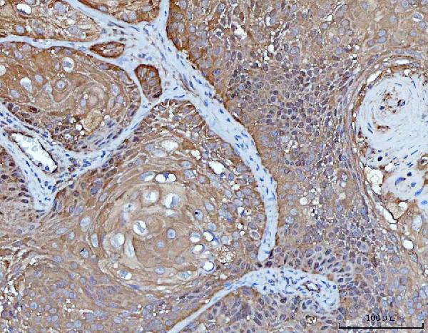 2 - Anti-YWHAE Antibody Picoband™ (monoclonal, 3G11G2) ABO16243