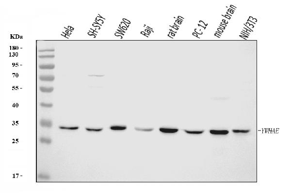 1 - Anti-YWHAE Antibody Picoband™ (monoclonal, 3G11G2) ABO16243