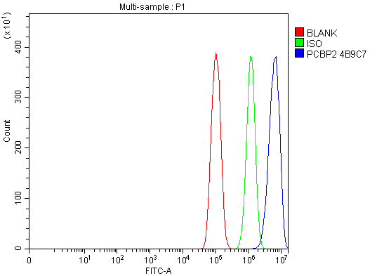 1 - Anti-PCBP2/hnRNP E2 Antibody Picoband™ (monoclonal, 4B9C7) ABO16244