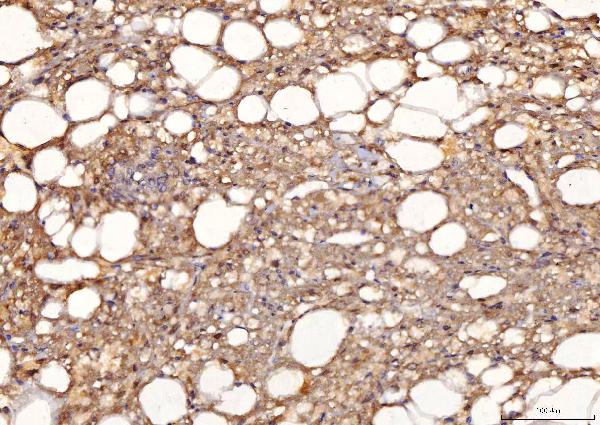 2 - Anti-Sorbitol Dehydrogenase/SORD Antibody Picoband™ (monoclonal, 12B10G2) ABO16245
