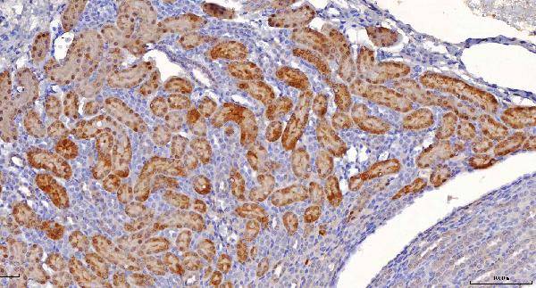 2 - Anti-Sorbitol Dehydrogenase/SORD Antibody Picoband™ (monoclonal, 12B10G2) ABO16245