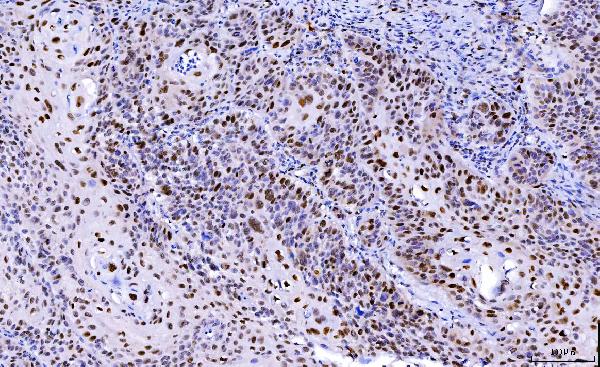 2 - Anti-Cdk2 Antibody Picoband™ (monoclonal, 5B12D1) ABO16246