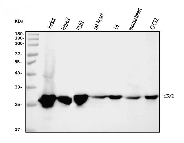 1 - Anti-Cdk2 Antibody Picoband™ (monoclonal, 5B12D1) ABO16246