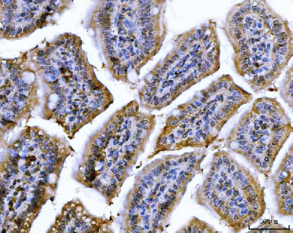 2 - Anti-Cdk2 Antibody Picoband™ (monoclonal, 6D5B5) ABO16247