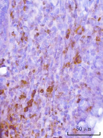 2 - Anti-Cdk2 Antibody Picoband™ (monoclonal, 6D5B5) ABO16247