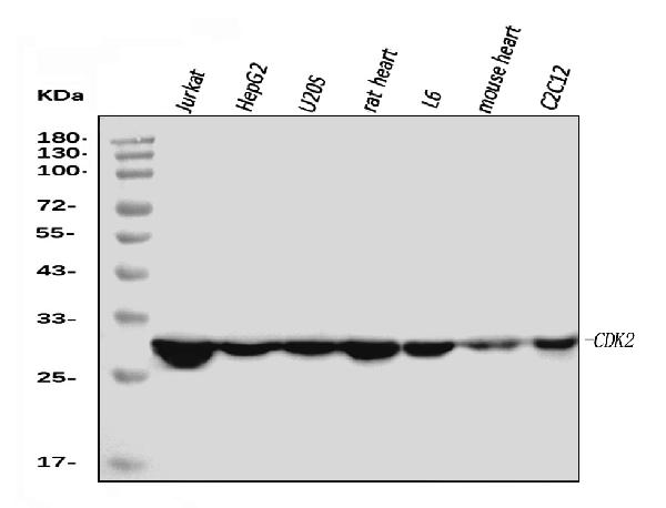 1 - Anti-Cdk2 Antibody Picoband™ (monoclonal, 6D5B5) ABO16247