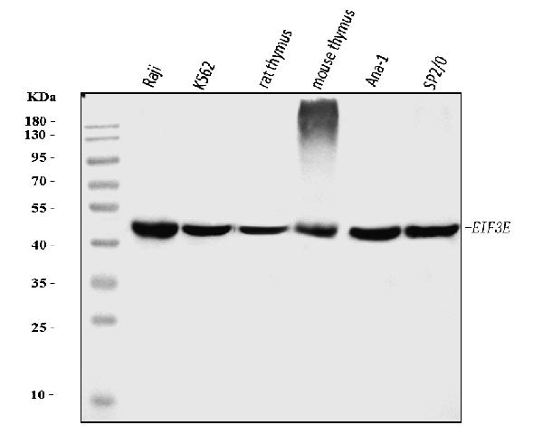 1 - Anti-EIF3e Antibody Picoband™ (monoclonal, 10F5H6) ABO16248