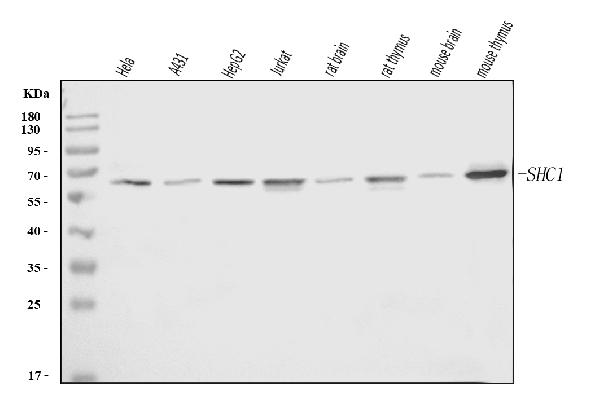 1 - Anti-SHC Antibody Picoband™ (monoclonal, 6D6E1) ABO16249