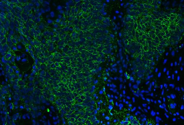 3 - Anti-CD147/Emmprin Antibody Picoband™ (monoclonal, 3B13G7) ABO16250
