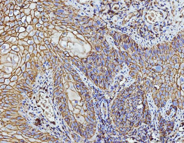 2 - Anti-CD147/Emmprin Antibody Picoband™ (monoclonal, 3B13G7) ABO16250