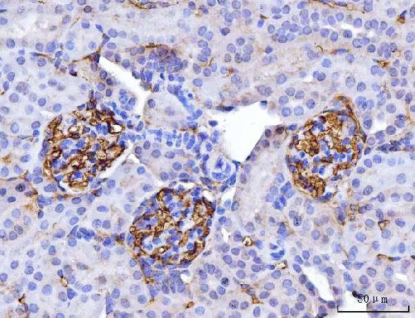 2 - Anti-CD147/Emmprin Antibody Picoband™ (monoclonal, 3B13G7) ABO16250