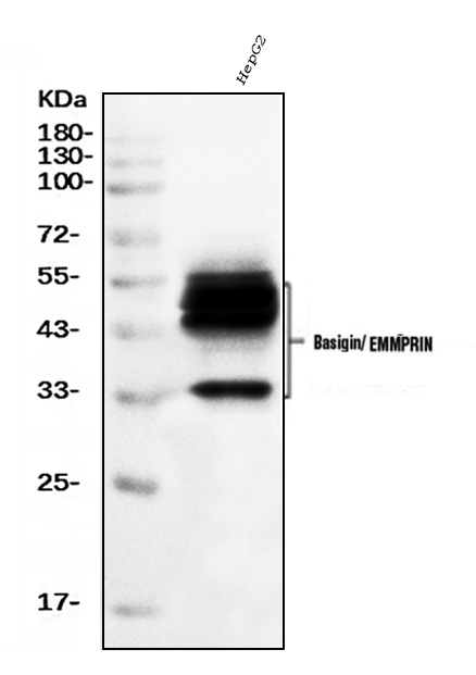 1 - Anti-CD147/Emmprin Antibody Picoband™ (monoclonal, 3B13G7) ABO16250