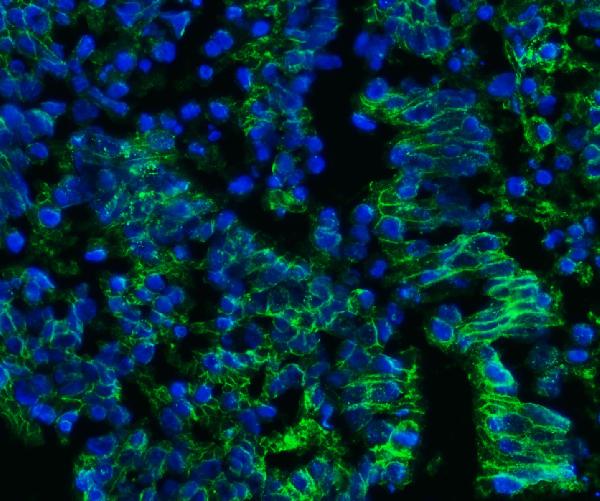 3 - Anti-CD147/Emmprin Antibody Picoband™ (monoclonal, 7H5E7) ABO16251