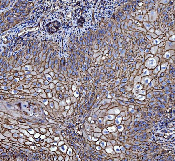 2 - Anti-CD147/Emmprin Antibody Picoband™ (monoclonal, 7H5E7) ABO16251