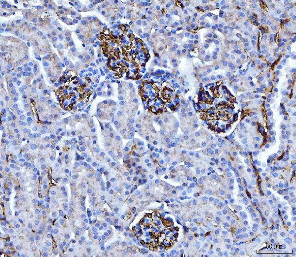 2 - Anti-CD147/Emmprin Antibody Picoband™ (monoclonal, 7H5E7) ABO16251