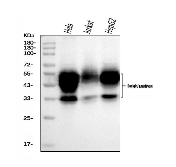 1 - Anti-CD147/Emmprin Antibody Picoband™ (monoclonal, 7H5E7) ABO16251
