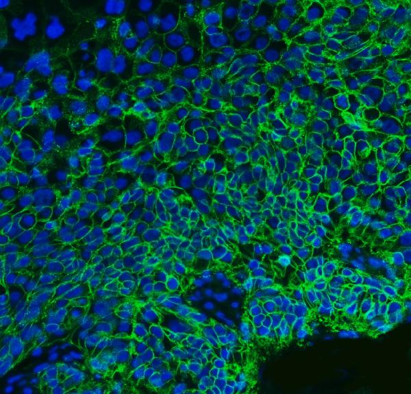 3 - Anti-CD147/Emmprin Antibody Picoband™ (monoclonal, 6H2B2) ABO16252